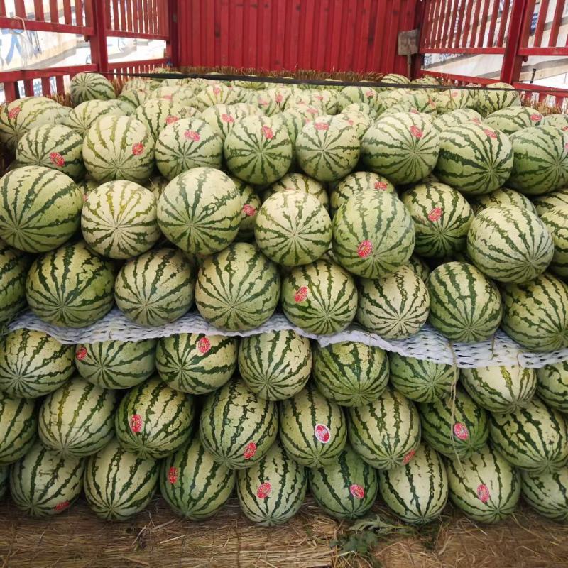 靖远高湾硒砂瓜