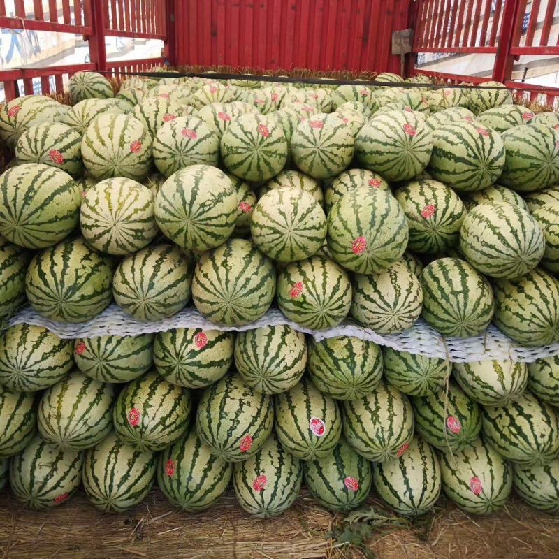 靖远高湾硒砂瓜