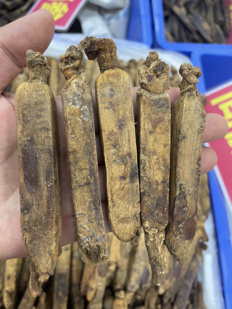 高丽参无糖长白山老参条各规格现货一手货源长期稳定供货