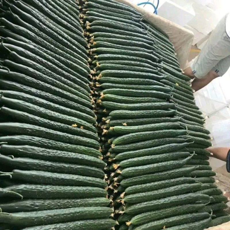密刺黄瓜，长茄