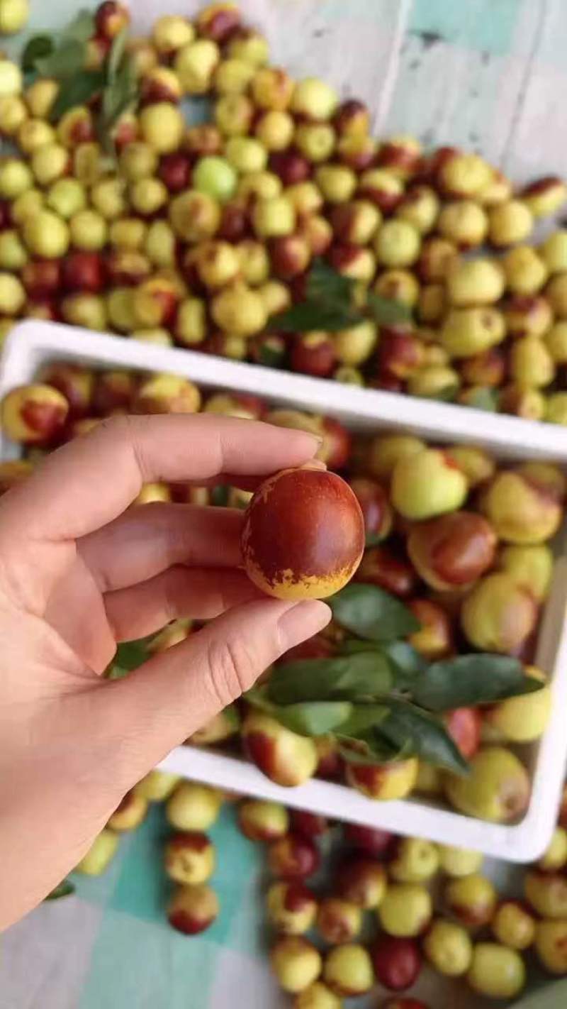 精品大荔冬枣多多美团一件代发对接电商平台
