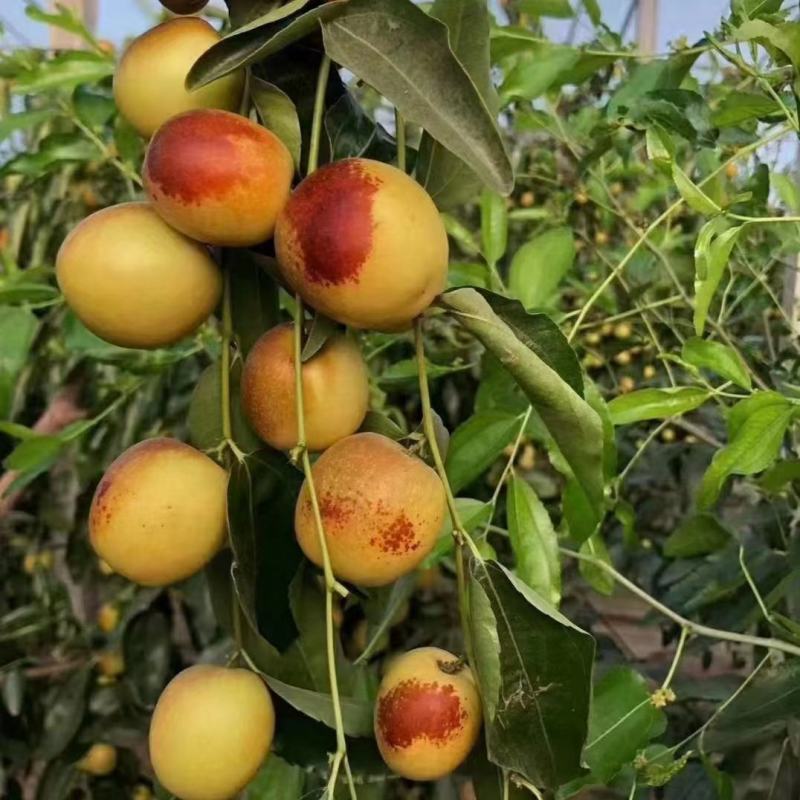 精品大荔冬枣多多美团一件代发对接电商平台