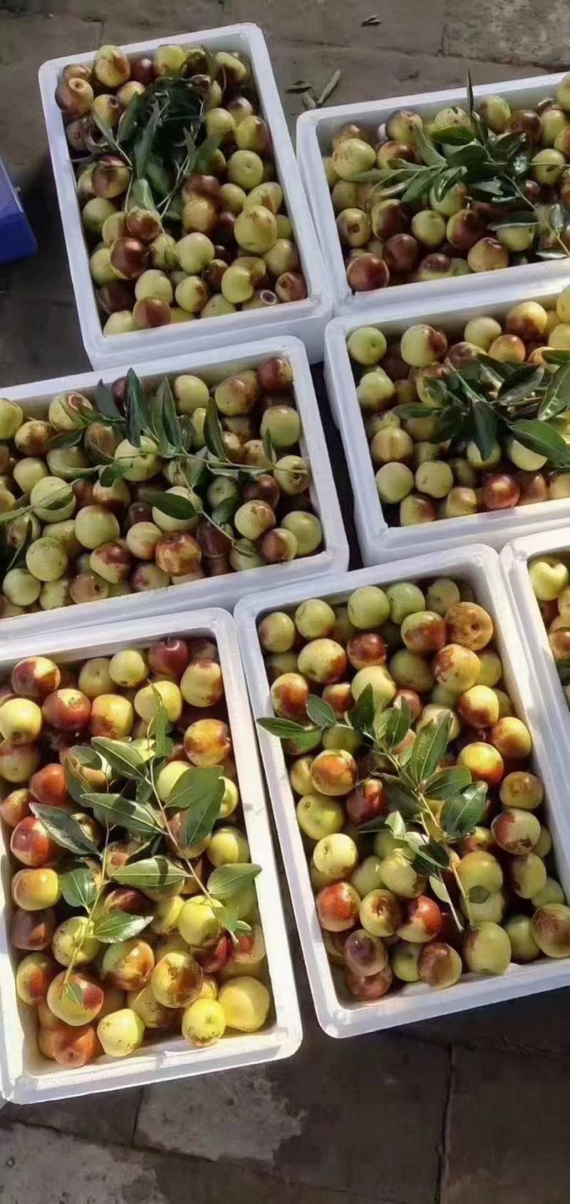 精品大荔冬枣多多美团一件代发对接电商平台
