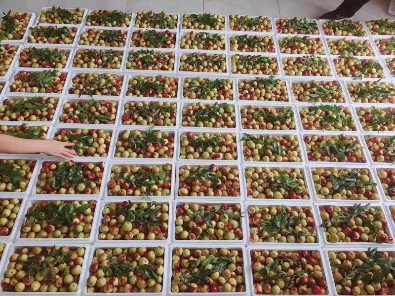 精品大荔冬枣多多美团一件代发对接电商平台