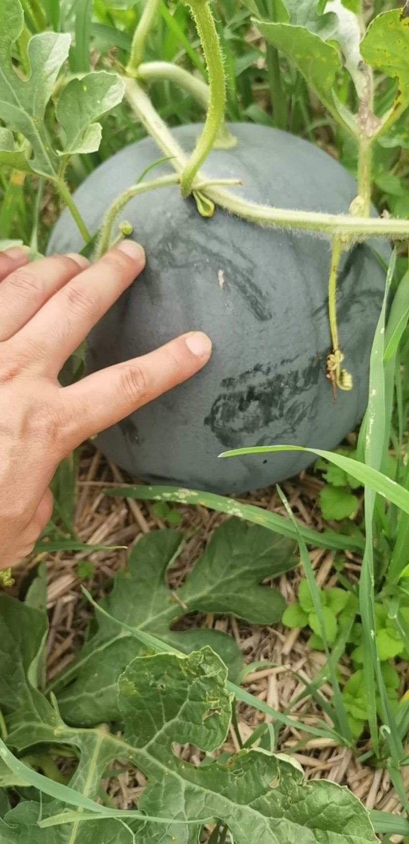 无籽西瓜黑皮无籽产地看货论价24小时在线服务