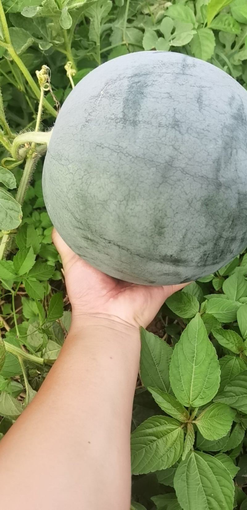 无籽西瓜黑皮无籽产地看货论价24小时在线服务