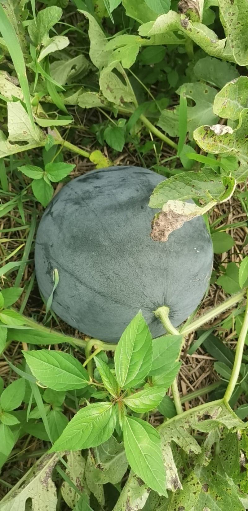 无籽西瓜黑皮无籽产地看货论价24小时在线服务