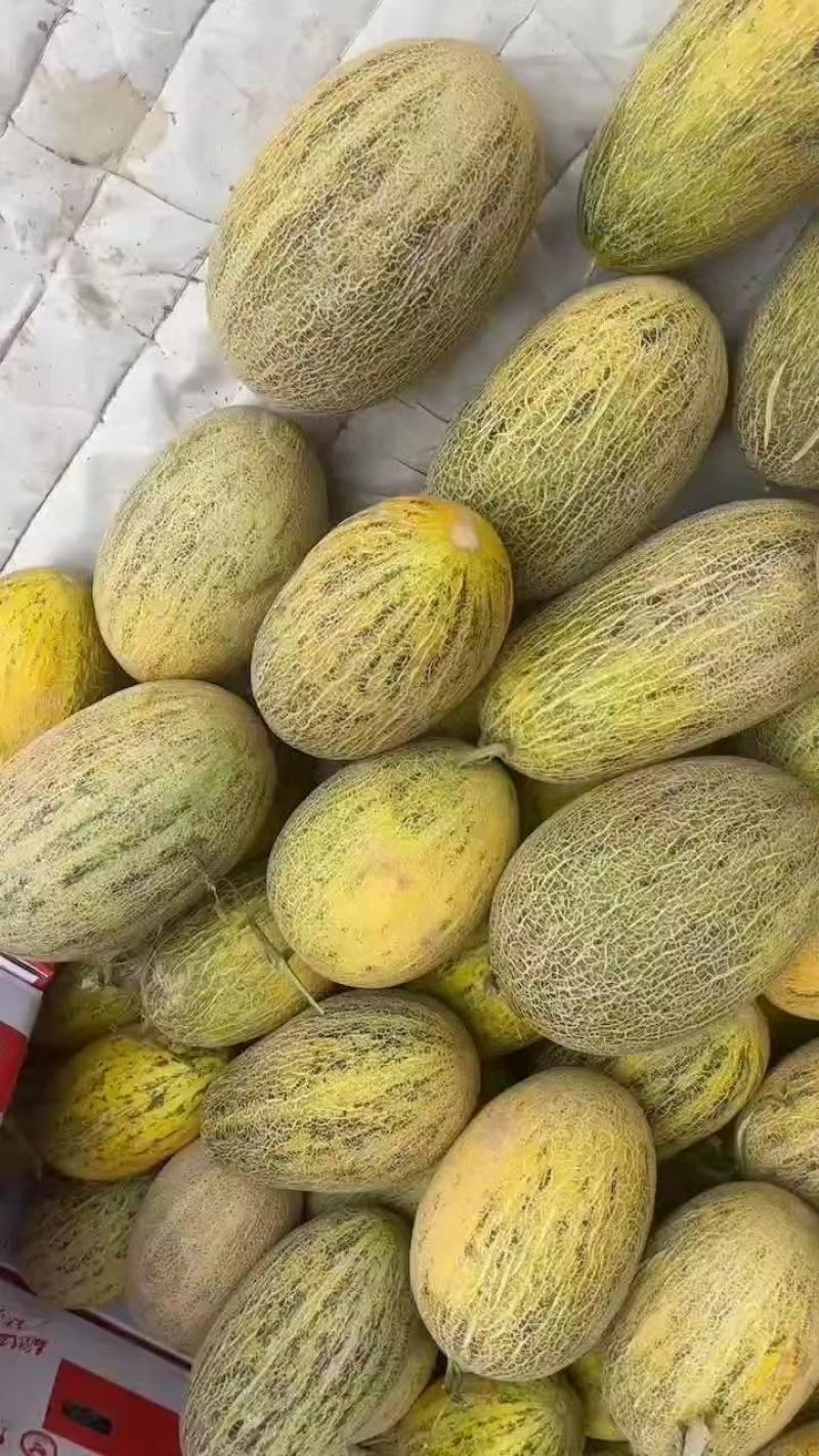 大量供应新疆八六王产地直发直供南阳唐河