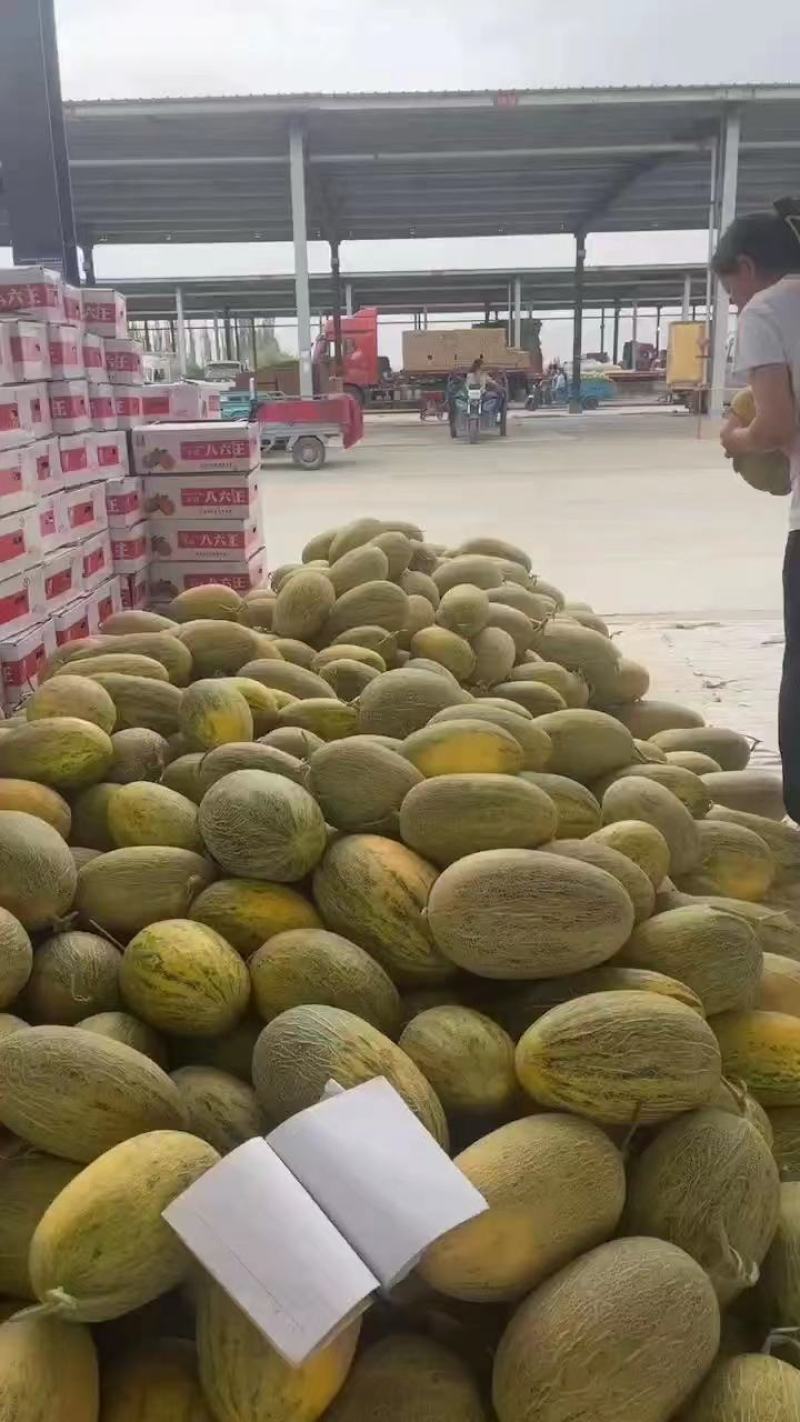 大量供应新疆八六王产地直发直供南阳唐河
