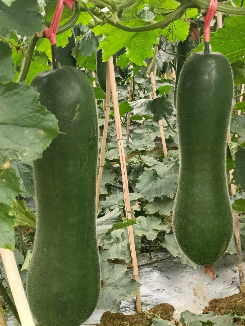 吊冬瓜