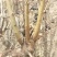 乌柳(沙柳、毛柳)