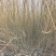 乌柳(沙柳、毛柳)