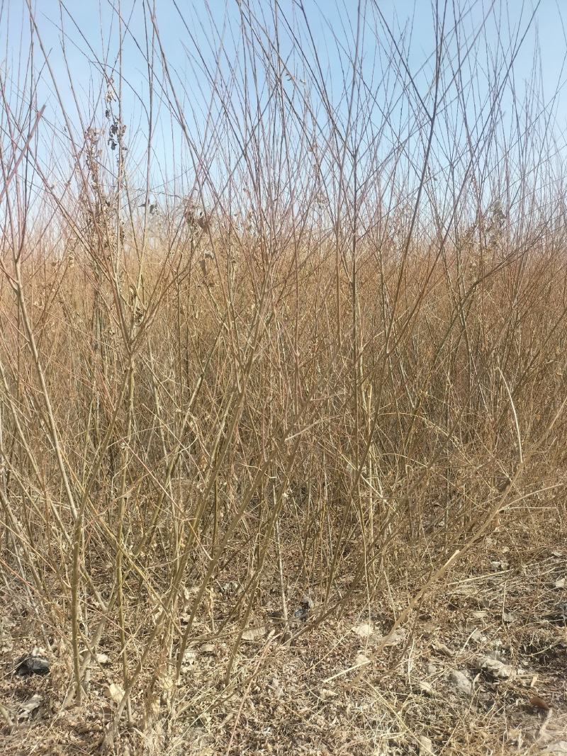 乌柳(沙柳、毛柳)
