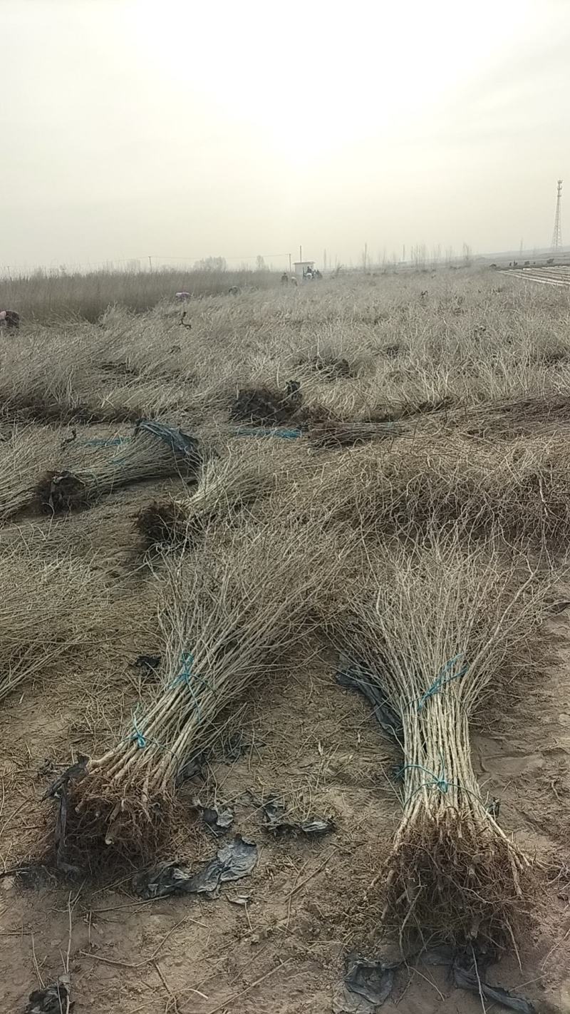 一年生沙枣苗大量出售