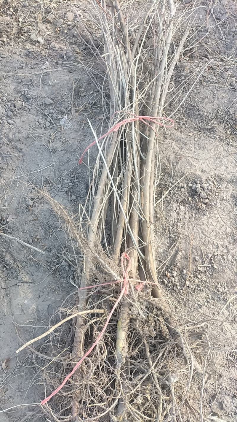 一年生沙枣苗大量出售