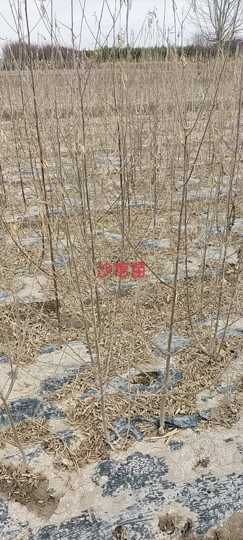一年生沙枣苗大量出售