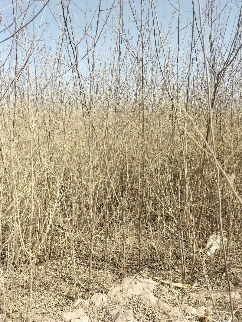 一年生沙枣苗大量出售