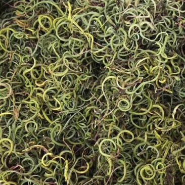 小叶化石草,猫须草,中药全草类,现货24小时内发货