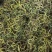 小叶化石草,猫须草,中药全草类,现货24小时内发货