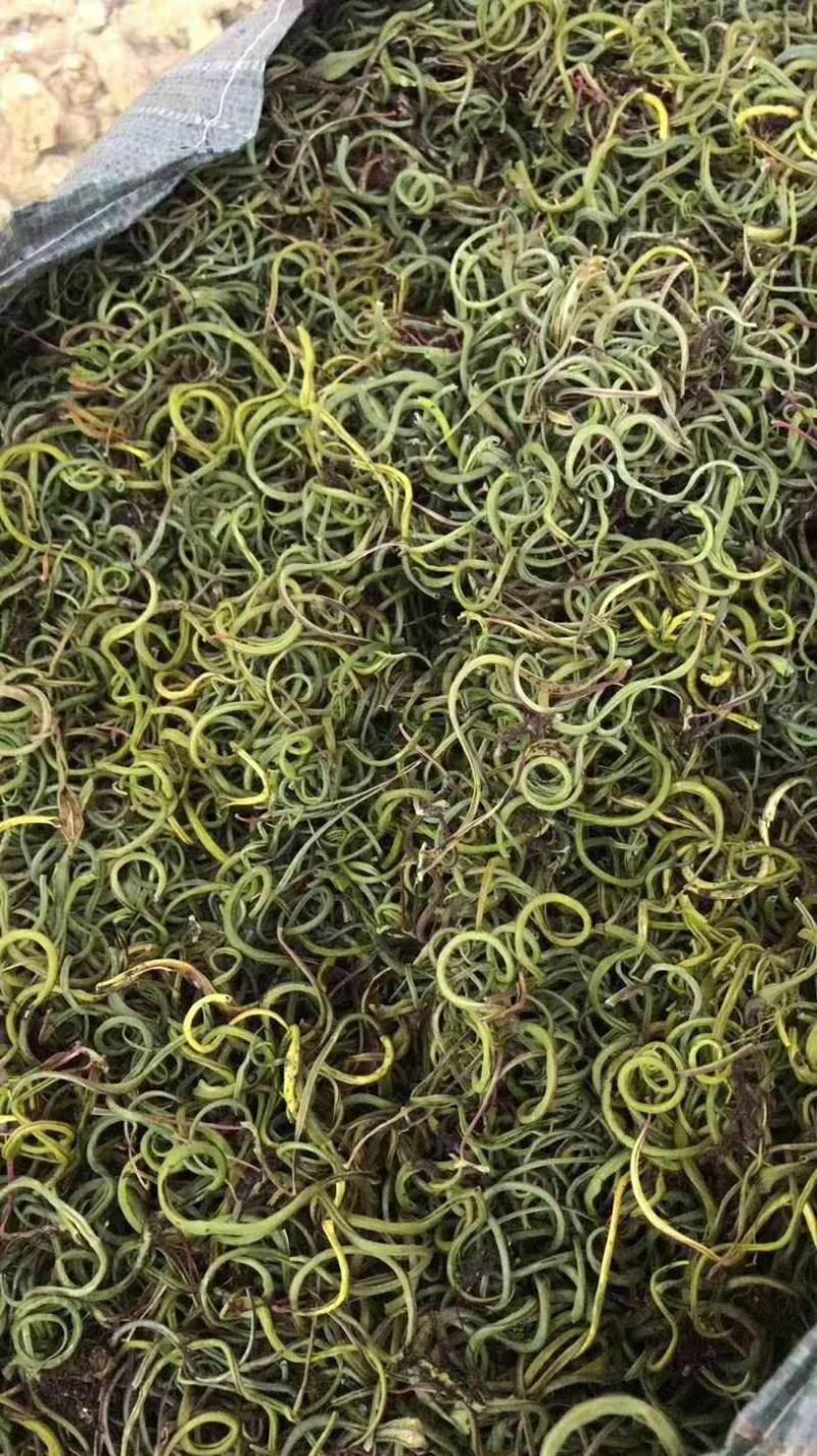 小叶化石草，猫须草，中药全草类，现货24小时内发货