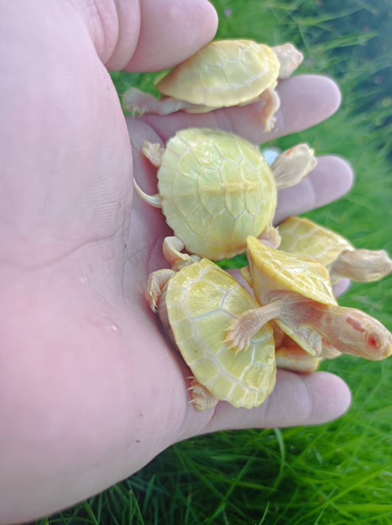 金粉基因白化巴西，黄金巴西，变异巴西龟，黄化巴西龟