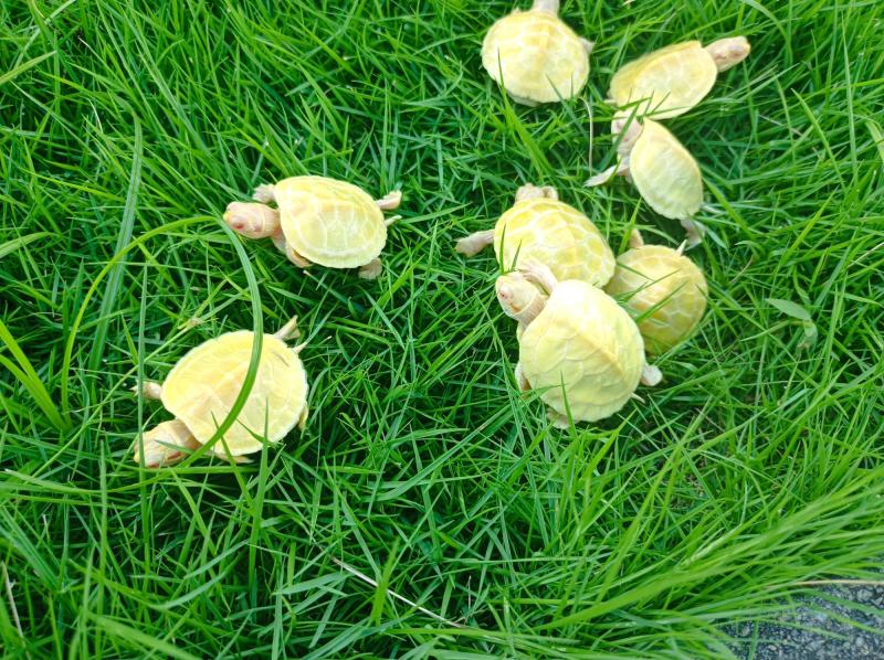 金粉基因白化巴西，黄金巴西，变异巴西龟，黄化巴西龟