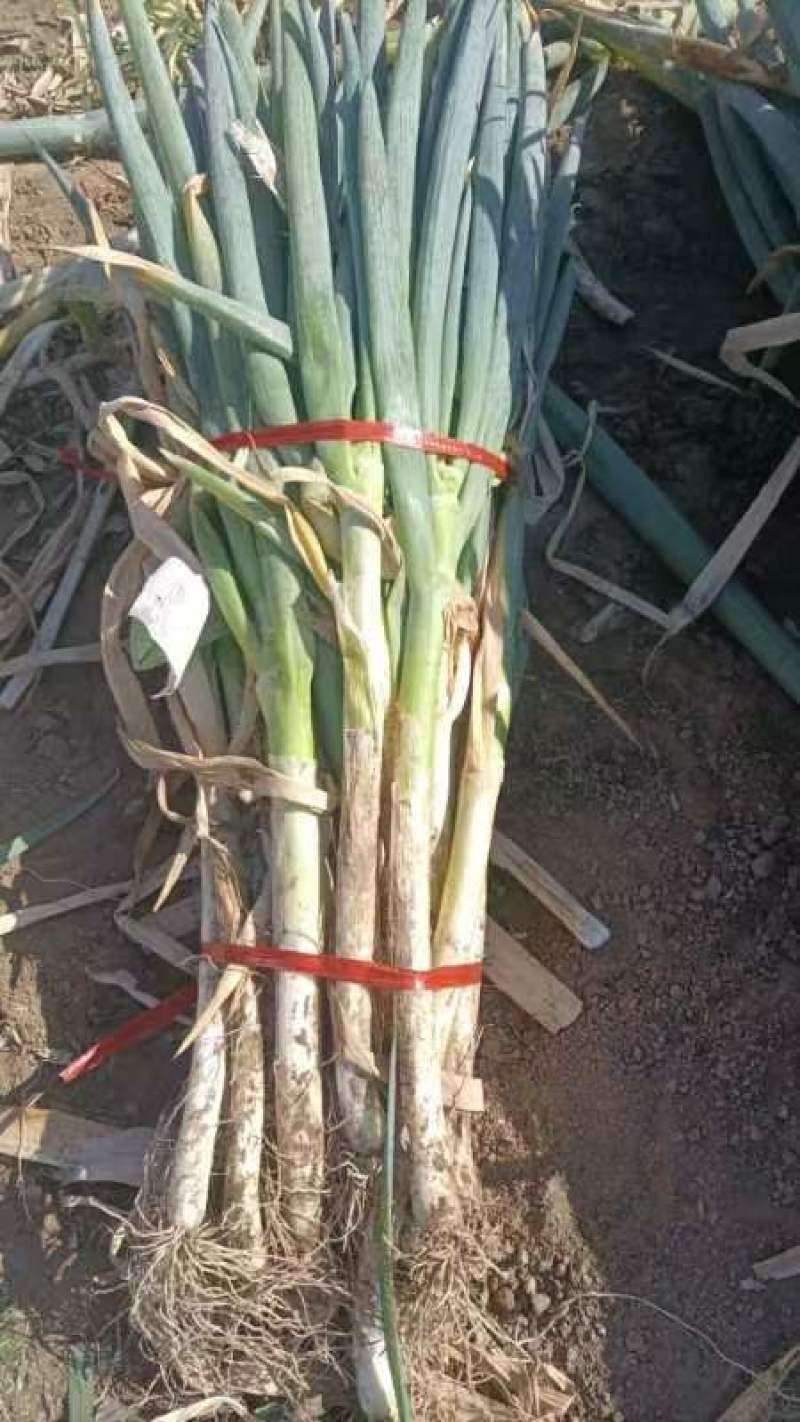 钢葱毛葱，量大，出货快