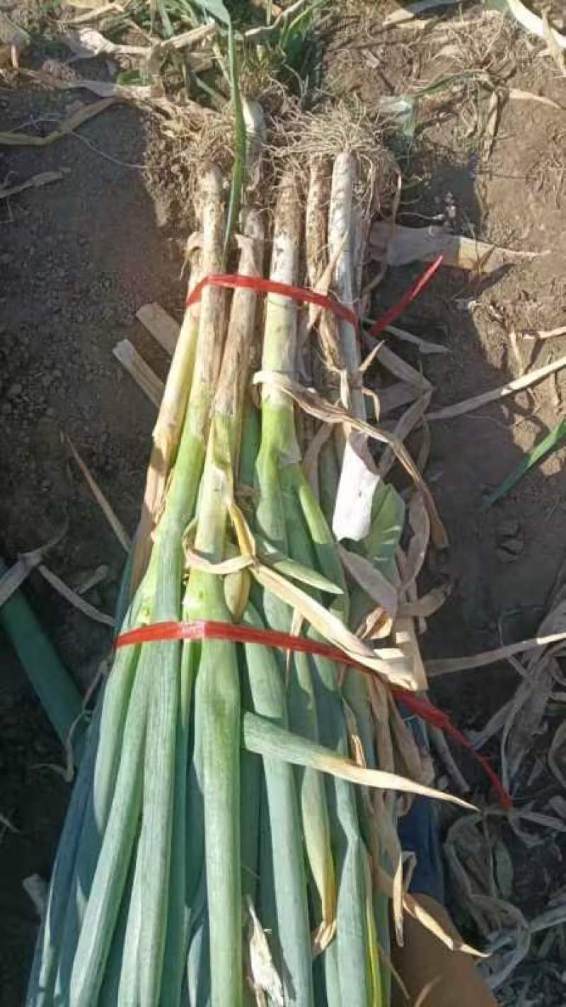 钢葱毛葱，量大，出货快