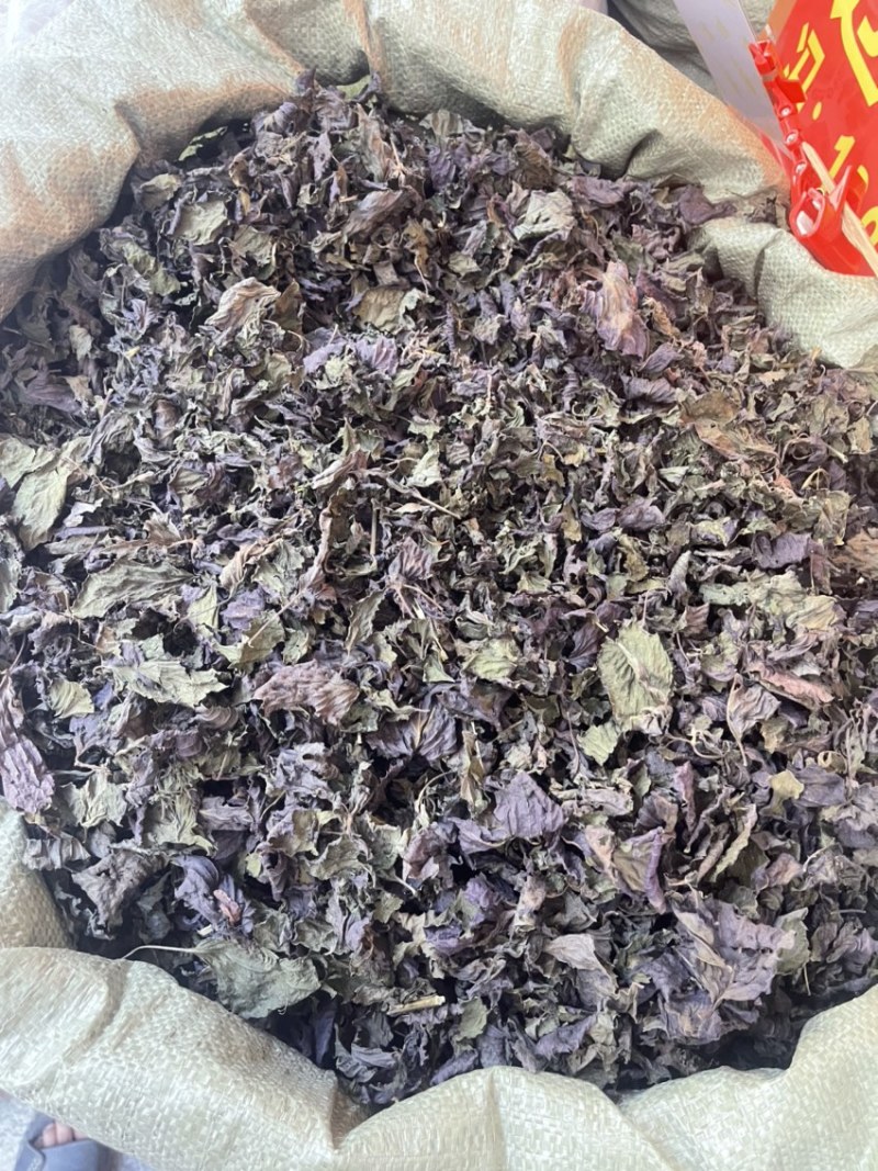 紫苏紫苏叶自产自销广西紫苏量大价优欢迎来电