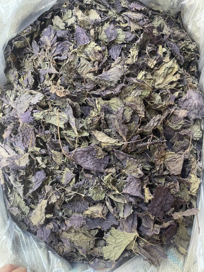 紫苏紫苏叶自产自销广西紫苏量大价优欢迎来电