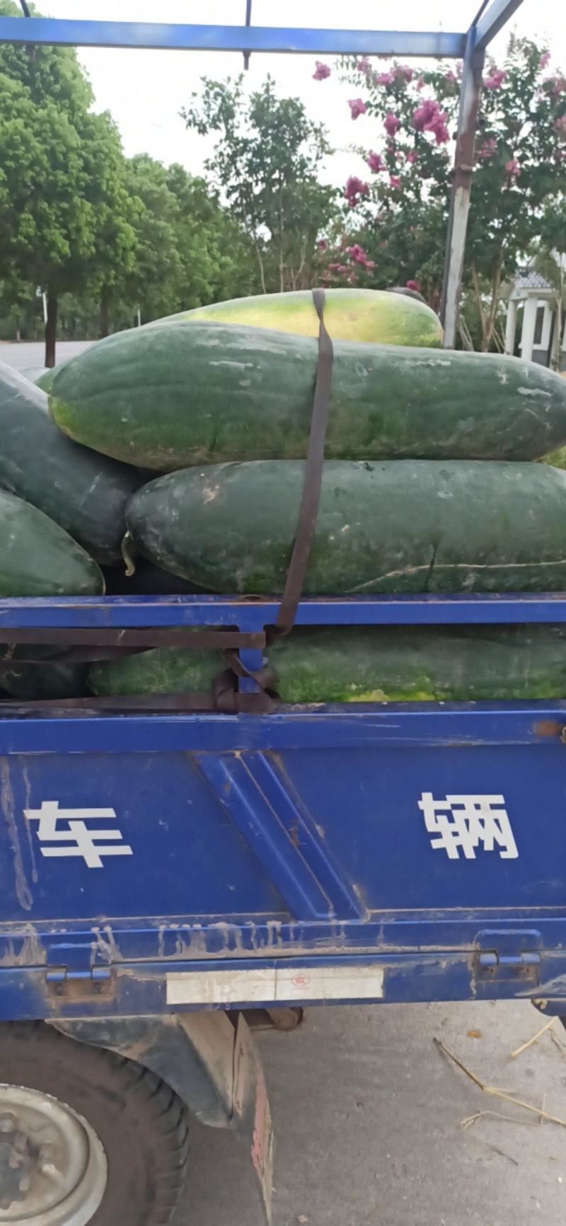 冬瓜黑皮冬瓜白冬瓜基地冬瓜视频看货！！！