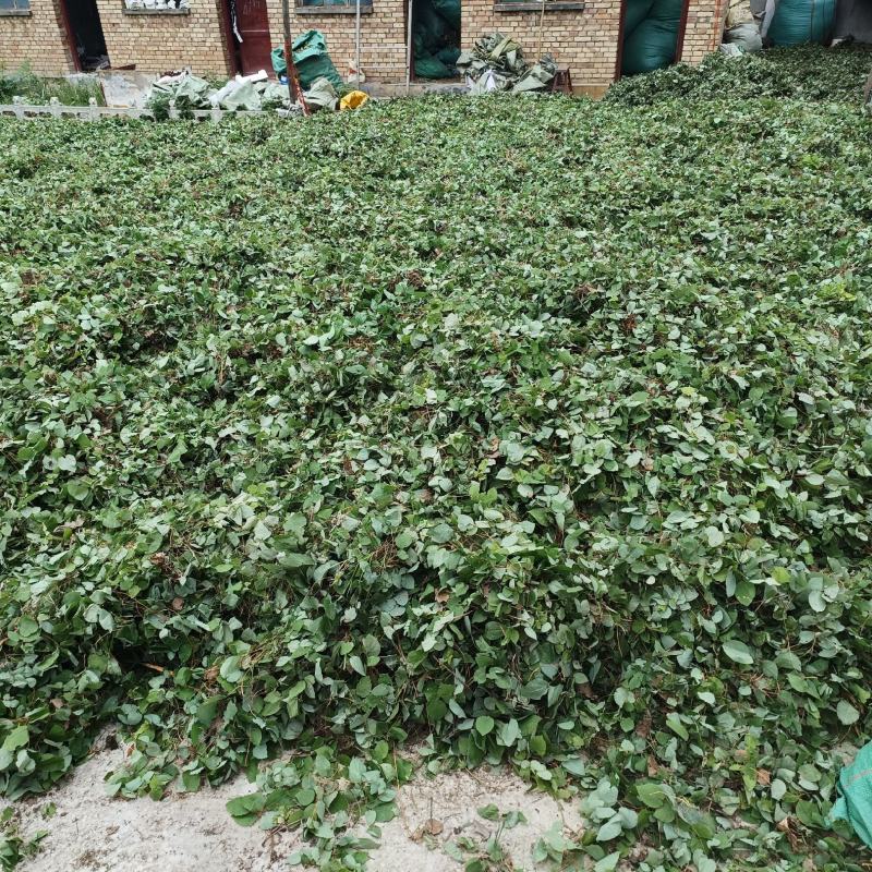 [推荐]甘肃陇南小圆叶纯净货淫羊藿产地直发