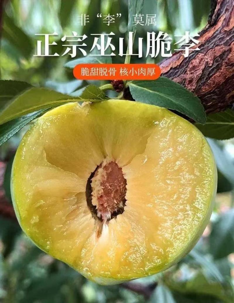 重庆巫山脆李