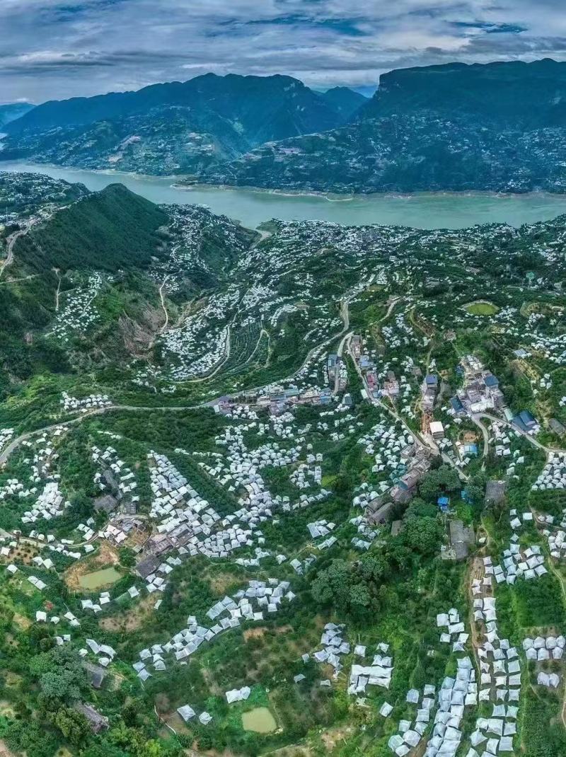 重庆巫山脆李