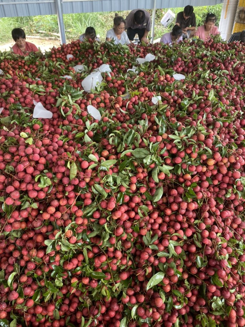 广西荔枝禾荔，红花，六月红大量上市产地直供代收代发