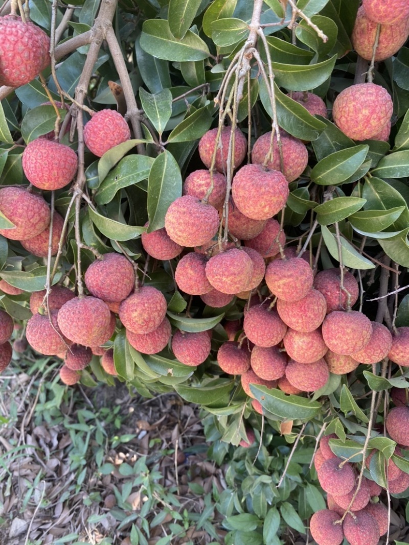 广西荔枝禾荔，红花，六月红大量上市产地直供代收代发