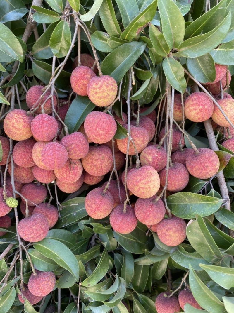 广西荔枝禾荔，红花，六月红大量上市产地直供代收代发