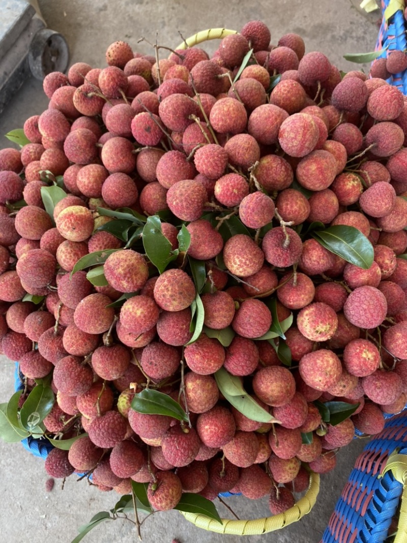 广西荔枝禾荔，红花，六月红大量上市产地直供代收代发