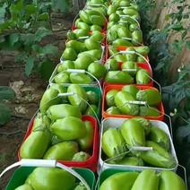 辽宁新民精品绿茄子代办一手货源供应市场商超