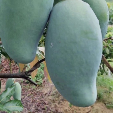 桂七芒