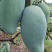 桂七芒