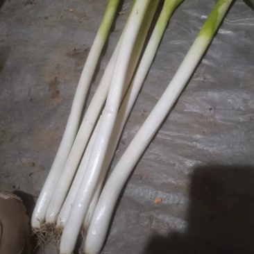自己种的大葱