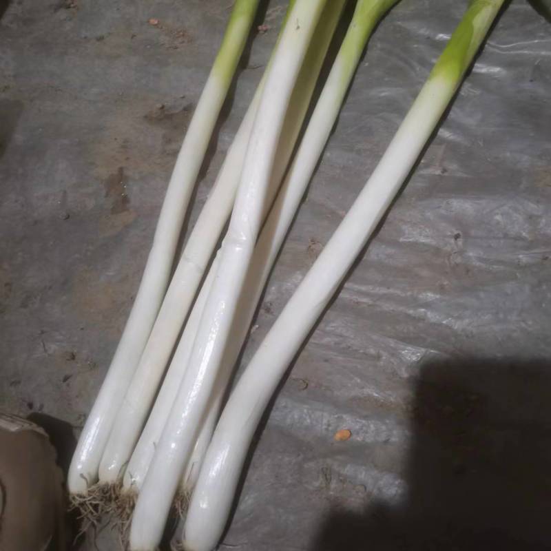 自己种的大葱