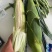 河北抚宁万诺2000玉米