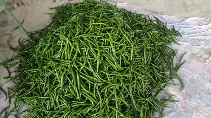 二百多亩二荆条基地直销，青红两用，欢迎你的到来！