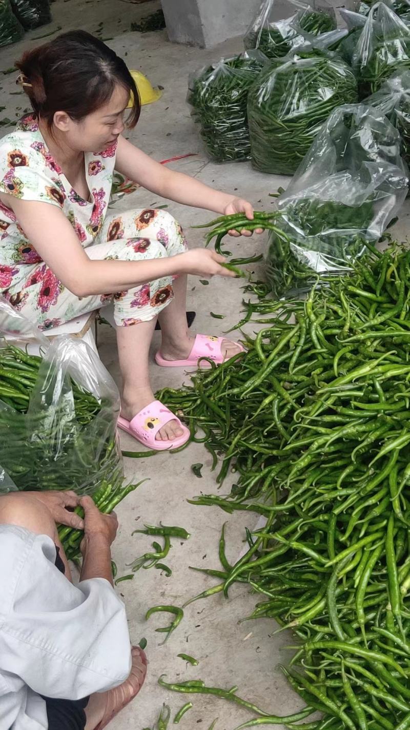 二百多亩二荆条基地直销，青红两用，欢迎你的到来！