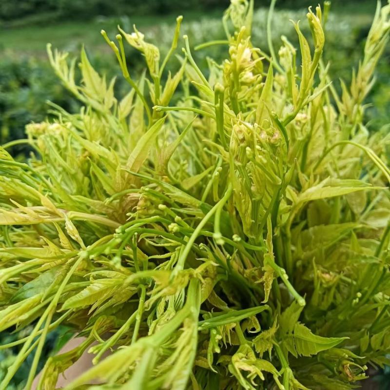 正宗原生态永顺张家界莓茶，来凤富硒藤茶，高山无污染。