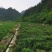 正宗原生态永顺张家界莓茶，来凤富硒藤茶，高山无污染。