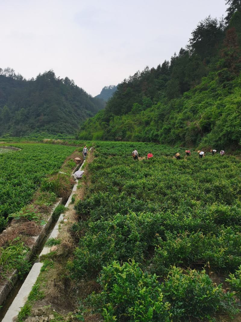 正宗原生态永顺张家界莓茶，来凤富硒藤茶，高山无污染。