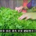 高山无污染张家界永顺莓茶（藤茶）富硒藤茶，基地自销